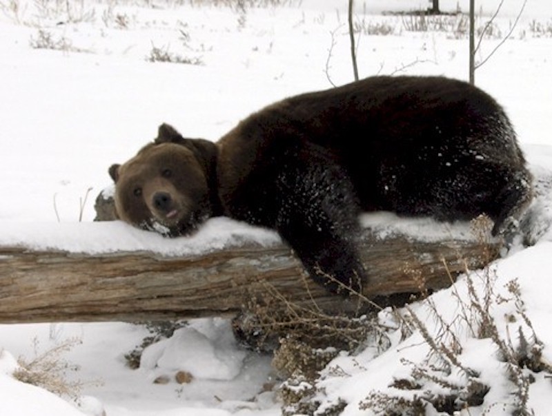 Bear resting on log in snow